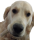 Kincaid Kennels